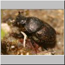 Onthophagus sp - Dungkaefer 01b 6mm Sandgrube.jpg